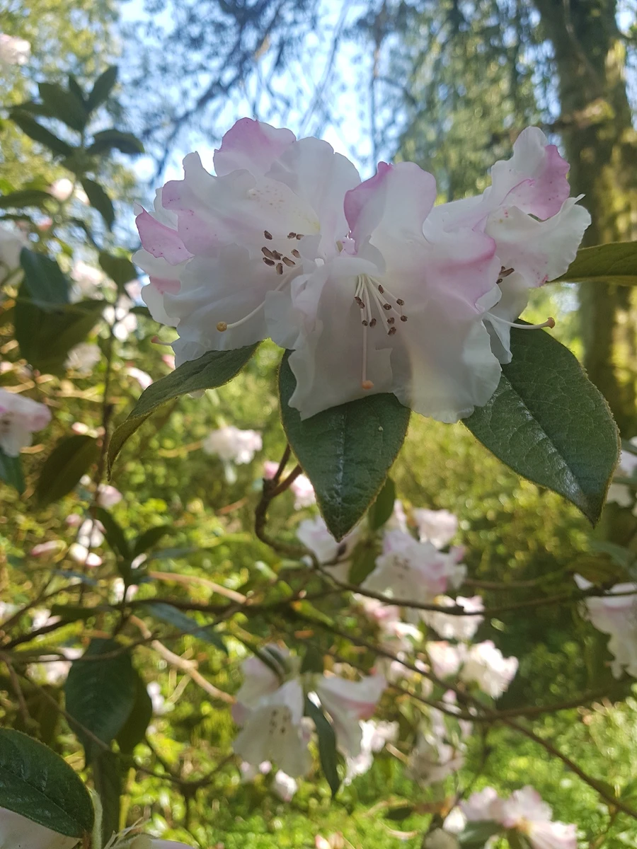 Fragrantissimum